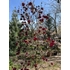 Kép 6/10 - Virágzó Genie liliomfa március végén kertészeti telephelyünkön.
