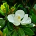 Kép 1/5 - Az örökzöld magnólia fehér, nagy méretű virága, fényes, erős, bőrnemű levelei.