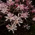 Kép 1/3 - Leonard Messel liliomfa rózsaszínes csillag alakú virágai.