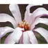 Kép 3/3 - Csillag alakú, fehéres rózsaszín Leonard Messel magnólia virágzat.