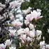 Kép 2/7 - Tömegesen nyílnak lombfakadás előtt, kora tavasszal a nagyvirágú liliomfa virágai.