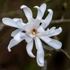 Kép 3/6 - Csillagvirágú liliomfa hosszúkás szirmokból álló fehér virágzata.