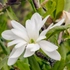 Kép 5/6 - Csillag alakú Magnolia stellata virág. 