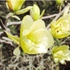 Kép 5/5 - Kehely alakú, krémsárga Yellow River liliomfa virágok a hajtások végén.