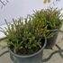 Kép 8/8 - Üde, egészséges alpesi hanga növényeink áprilisi állapota.