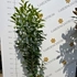 Kép 7/8 - Kifejlett, egészségesen növekedő oszlopos Genolia babérmeggy.