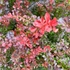 Kép 5/5 - Dúsan borítják színes apró levelek a japán törpe vérborbolyát.