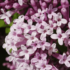 Kép 1/5 - A Palibin orgona édesen illatos virágzata tavasszal nyílik.