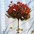 Kép 5/6 - Little Red Robin korallberkenye magas törzsre nevelt változata.