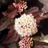 Kép 2/4 - A bordó hólyagvessző virága közelről.