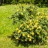 Kép 4/9 - A cserjés pimpó nyáron virágzó szárazságtűrő cserje.
