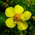 Kép 6/9 - A cserjés pimpó virágzata élénk sárga színben pompázik.