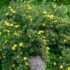Kép 7/9 - Közepes termetű bokrot nevel a cserjés sárga pimpó.