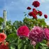 Kép 5/11 - Sok színben pompázó magastörzsű rózsa növényeink.