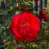 Kép 7/11 - Kinyílt piros magastörzsű rózsa virága.