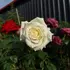 Kép 8/11 - Fehér magastörzsű rózsa májusban.