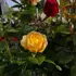 Kép 9/11 - Sárga magastörzsű rózsa a kertészetünkben. 