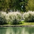 Kép 3/5 - Vízpartokon csökkenti a talajeróziót a Salix integra Hakuro-Nishiki.