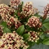 Kép 6/8 - A Skimmia virágai bódítóan illatosak.