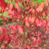 Kép 2/3 - A szárnyas kecskerágó őszi, piros lombozata.