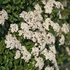 Kép 1/2 - Teljes virágzásban a Viburnum tinus, téli bangita.