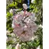 Kép 4/10 - Rózsaszínes fehér, tömött illatos bangita virágzat.