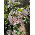 Kép 6/10 - Illatos bangita tavaszi hajtása és virága.