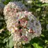 Kép 8/10 - Nagy méretű, illatos és tömött bangita virág áprilisban.