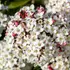 Kép 3/3 - A tavaszi illatos viburnum csodásan tömött gömb formájú virágzata.