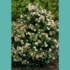 Kép 5/6 - Teljes virágzásban szépen díszíti a növényágyást a Viburnum tinus.