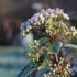 Kép 6/6 - Téli deres virágzattal csodást látványt nyújt a téli bangita a hidegebb napokon is.