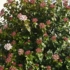 Kép 4/6 - A téli bangita sűrű, virágokkal teli bokra.