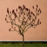 Kép 3/5 - A bugás esetfa bugái lombhullás után is a fán maradnak, díszítik a téli kertet.