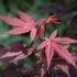 Látványos bordó levelek alkotják az Atropurpureum japán juhar lombkoronáját.