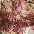 Kép 4/5 - Az Atropurpureum japán juhar színes levelei.