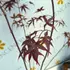 Kép 3/4 - Bloodgood japán juhar levelei közelről kertészetünkben.