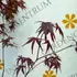 Kép 4/4 - Acer palmatum Bloodgood hajtásai és levelei május végén.