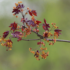 Kép 2/5 - Korai juhar csodás virágzata fiatal levelekkel