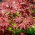 Kép 3/13 - A vörös levelű japánjuhar levelei élénkvörös színűek.