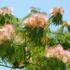 Kép 2/9 - Albizia julibrissin selyemakác virágzsákor