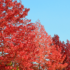 Kép 4/4 - Az amerikai ámbrafa piros, őszi lombszíne.