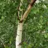 Kép 4/5 - A nyírfa fehér színű kérge feltűnő díszt ad a kertnek.