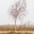 Kép 3/5 - A Betula pendula nyírfa kinézete télen is szép látvány.