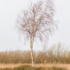 Kép 3/5 - A Betula pendula nyírfa kinézete télen is szép látvány.
