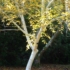 Kép 1/2 - Önállóan ültetett Betula utilis Jacquemontii.