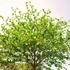 Kép 4/7 - Gyertyán fa fiatal lombkoronája. 