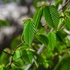 Kép 2/5 - Üde zöld, barázdált felületű oszlopos gyertyán levelek.