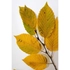 Kép 3/5 - Az oszlopos gyertyán őszi levelei.