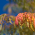 Kép 4/5 - A szeldelt levelű bugás ecetfa lombozata ősszel.