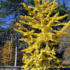 Kép 6/6 - Kifejlett Ginko biloba sárga lombozata, ősszel.